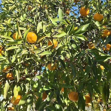 Le Domaine Des Bellevesasses Menton
